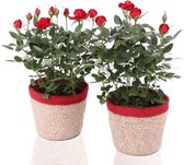 e-bloom | Potroosjes inclusief trendy potmand - set van 2 potrozen - Hoogte ca. 30 cm