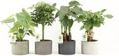 FloriaFor - 2 Stuks Lepelplant Spathiphyllum Vivaldi - - ↨ 70cm - ⌀ 17cm