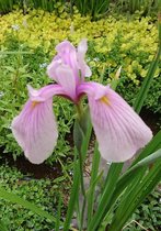 Japanse roze lis (Iris leavigata 'Rose Queen') - Vijverplant - 3 losse planten - Om zelf op te potten - Vijverplanten webshop