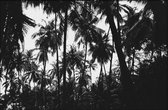 Walljar - Tropische Bladeren - Zwart wit poster