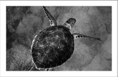 Walljar - Zeeschildpad - Muurdecoratie - Canvas schilderij