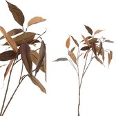 PTMD  leaves plant bruin eucalyptus blad tak