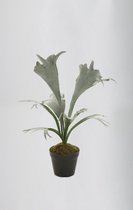 kunstplant - Staggorn - platycerium - topkwaliteit plant - kamerplant - Groen - 66 cm hoog