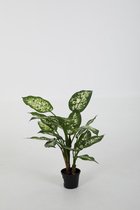 Dieffenbachia Candida kunstplant - Aronskskelk - zijdenplant - topkwaliteit kunstplant - 45 cm hoog