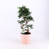 Kamerplant van Botanicly – Chinese vijg incl. terracotta sierpot als set – Hoogte: 65 cm – Ficus microcarpa Ginseng
