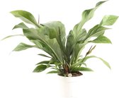 Bloem van Botanicly – Anthurium Jungle Green – Hoogte: 55 cm