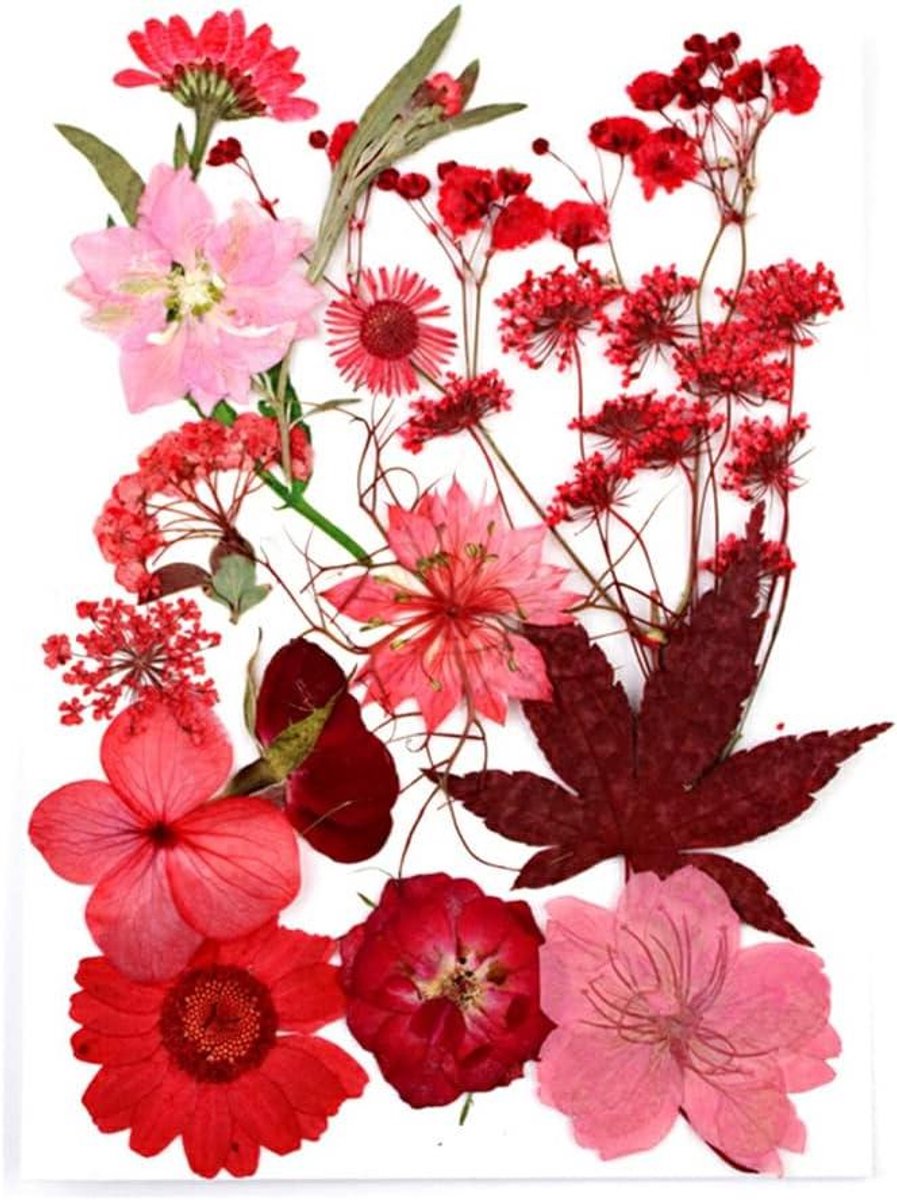 Dried Flowers Set DIY Real Flower Decal Handicraft Pressed Specimen Label Necklace Nail Shell Decorations Supplies,Red