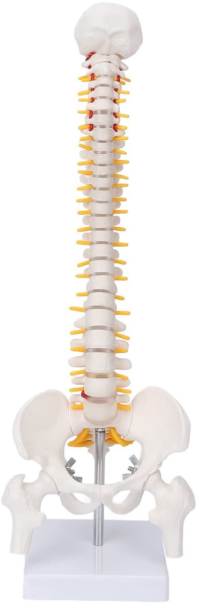Dailygoods- Wervelkolommodel Anatomisch - Flexibel Model - PVC Materiaal - 45 cm Lengte - Inclusief Basis/Beugel - Geschikt voor Biologie/Chiropractie