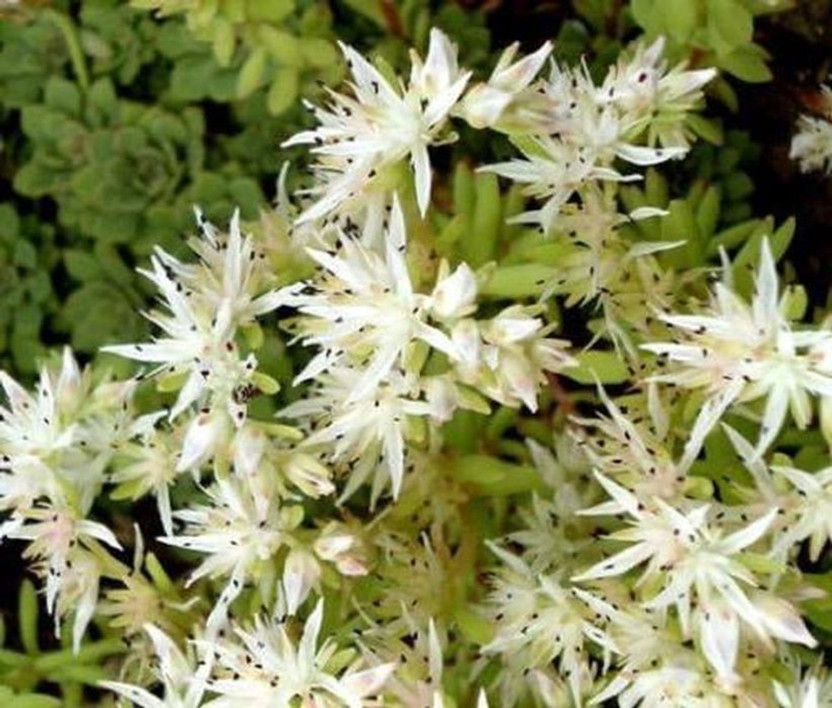 Sedum Zaden - Vetplant Zaden - Tuin Aanleggen - Gemakkelijk Kweekbaar - 300 Stuks - Groen