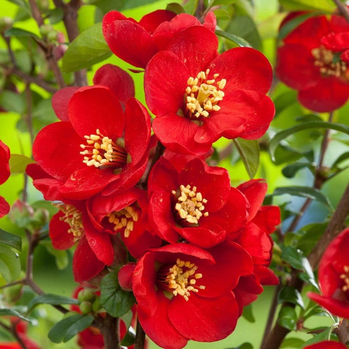 Dwergkwee - Chaenomeles Nicoline - Tuinieren Sierstruik - Bijna Doornloos - 30-40 cm - Rood