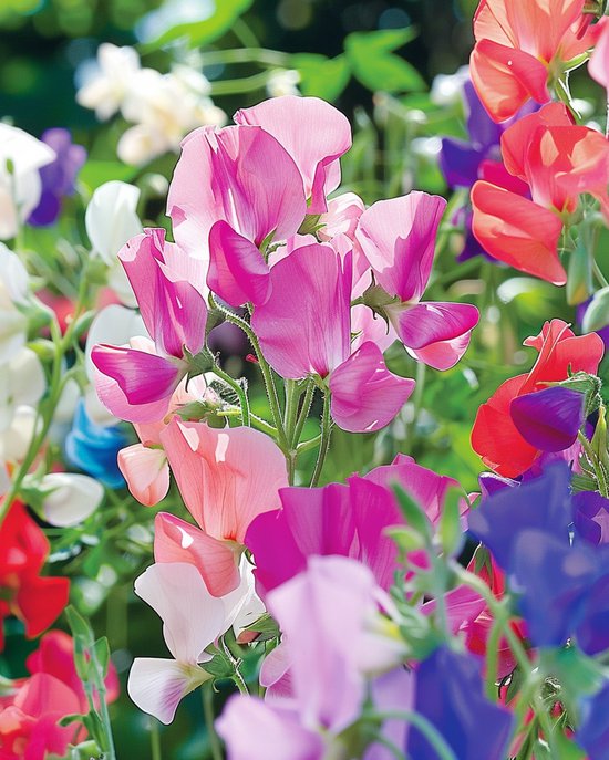 2 sets - Reuk- Of Siererwt Zaden Lathyrus Odoratus Eenjarig Colorama Gemengd