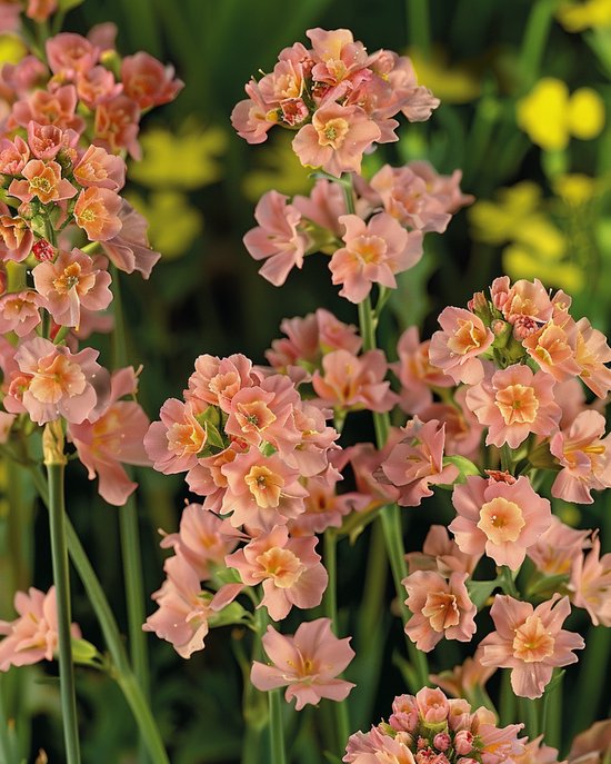 2 sets - Lamsoor Zaden Limonium Sinuatum Eenjarig Apricot Shades