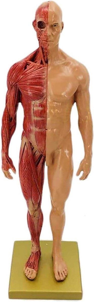 Menselijk Anatomie Model - Skelet Model Leren - Kunst Schilderen Studie - Halve Huid Ecorche - 30 cm - Gekleurd