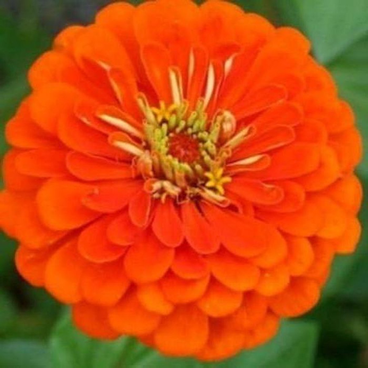 Zinnia Zaden - Bloemzaden Tuinzaden - Bloemen Kweken - Heirloom Variëteit - 400 stuks - Oranje