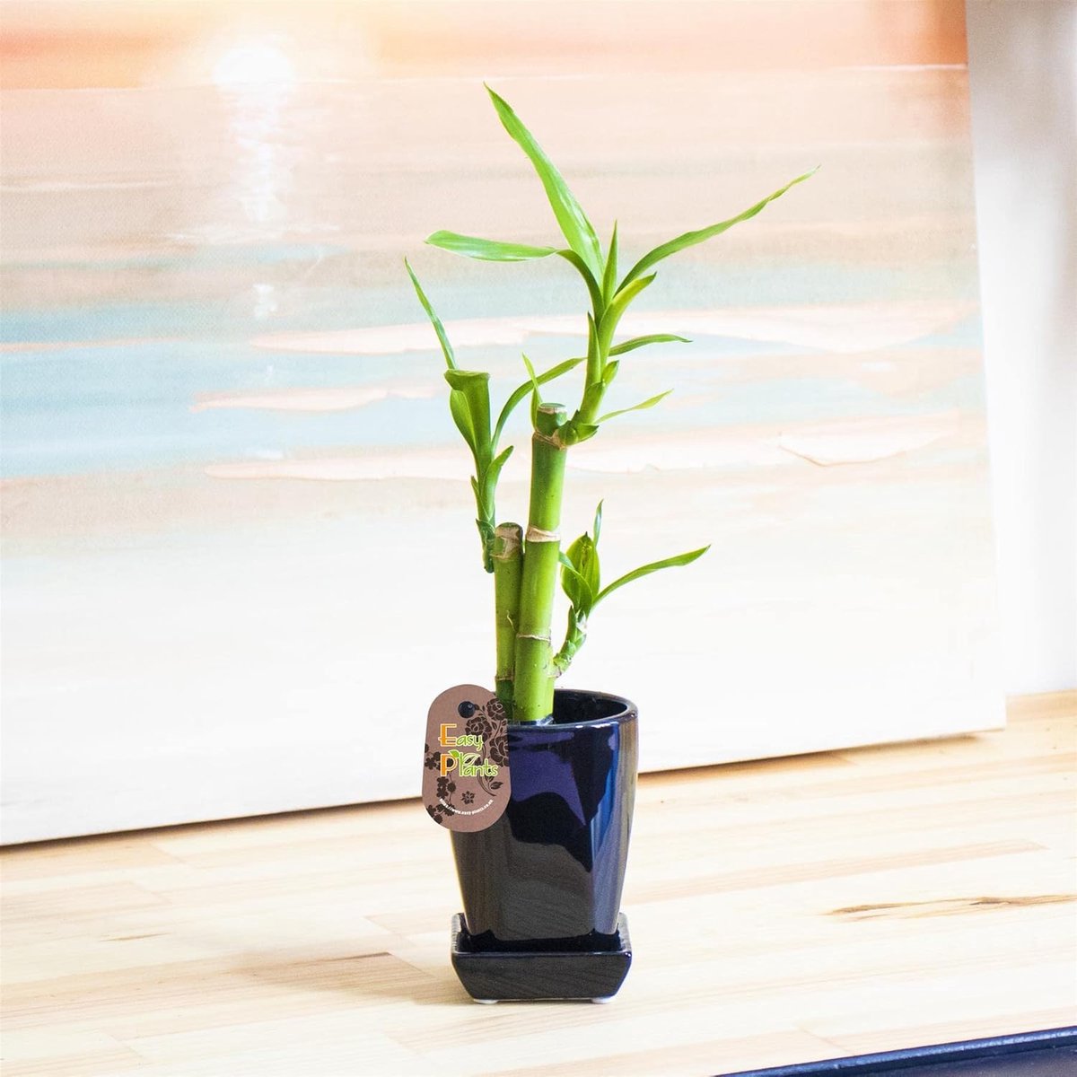 Lucky Bamboo Plant 3 Ranken in Zwarte Keramische Pot – Decoratieve Kamerplant voor Binnenhuis