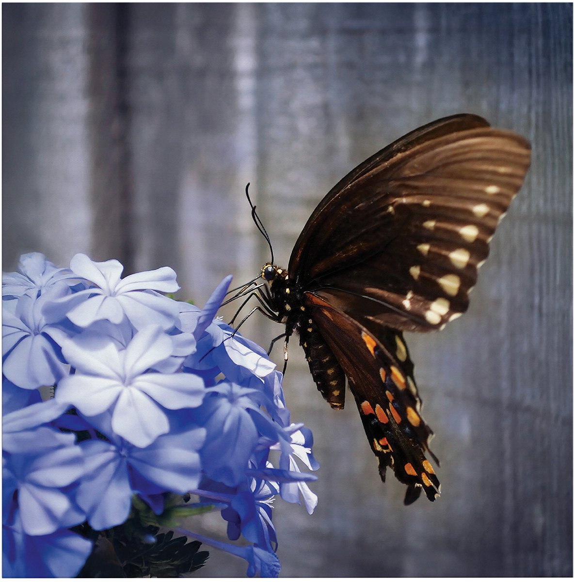 Art for the Home Buitencanvas Vlinder op een bloem