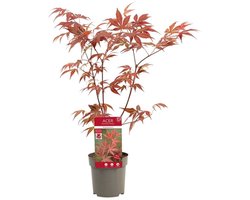 Acer palmatum 'Atropurpureum' | Japanse esdoorn | 40 cm hoog | In 10 cm pot | Rood blad voor tuin, terras en balkon