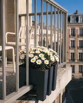 Vercony - GreenUp Bac à Plantes Balcon - Pour Balcon avec Clôture à Barreaux - 100% Plastique Recyclable - 30x36x30cm - Made in NL - Anthracite