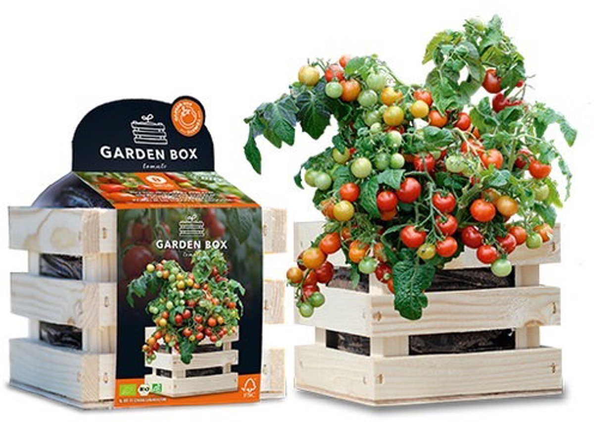 Hortus - Garden Box struiktomaat BIO Koralik