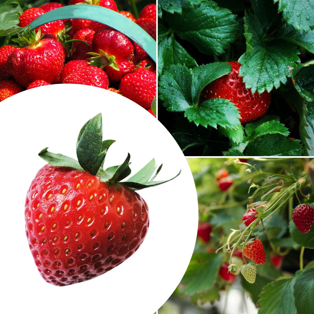 20x Aardbeien planten Korona – Fragaria - (Ook)-Voor in huis - Bodembedekkers - Moestuin