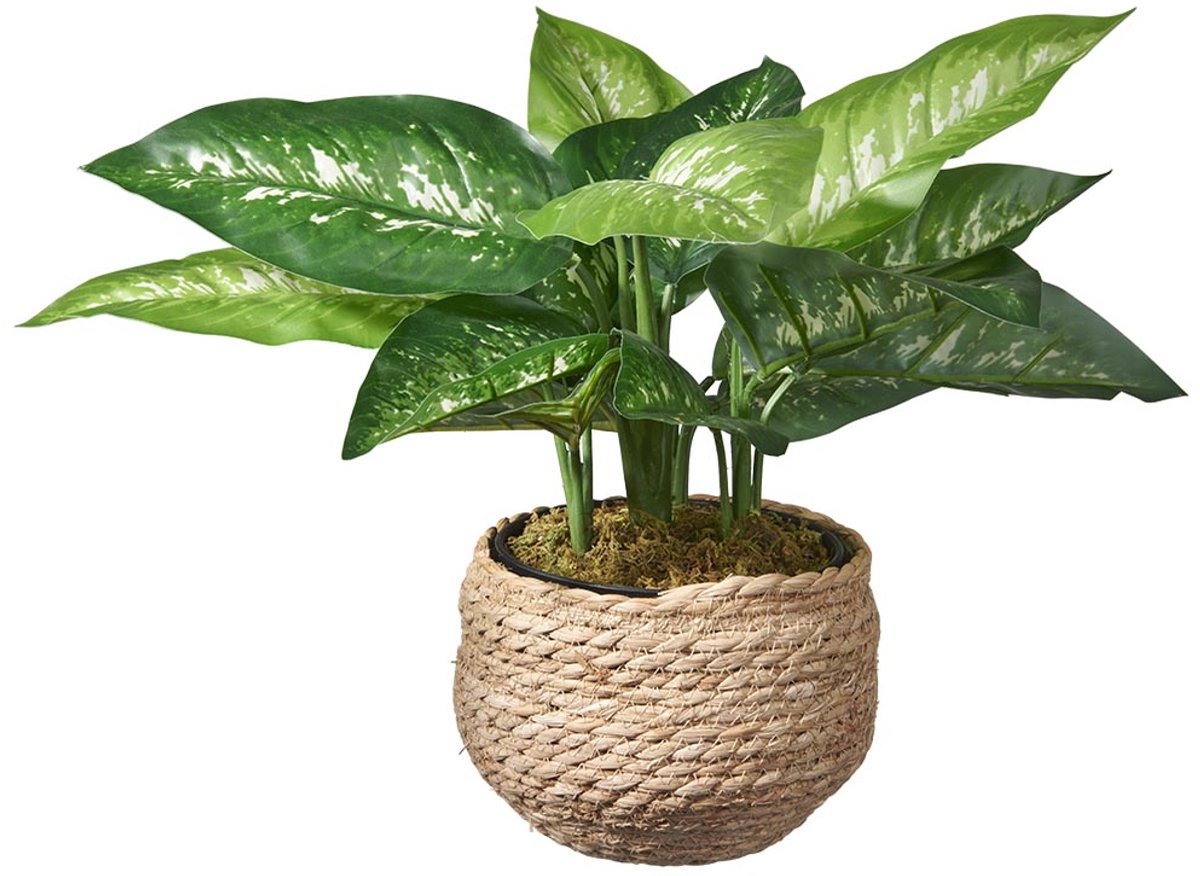 Kunstplant Dieffenbachia H45cm in mand naturel - HTT Decorations kunstplanten
