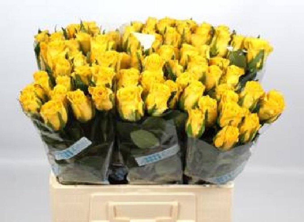 10x Rosa rise & shine 60cm