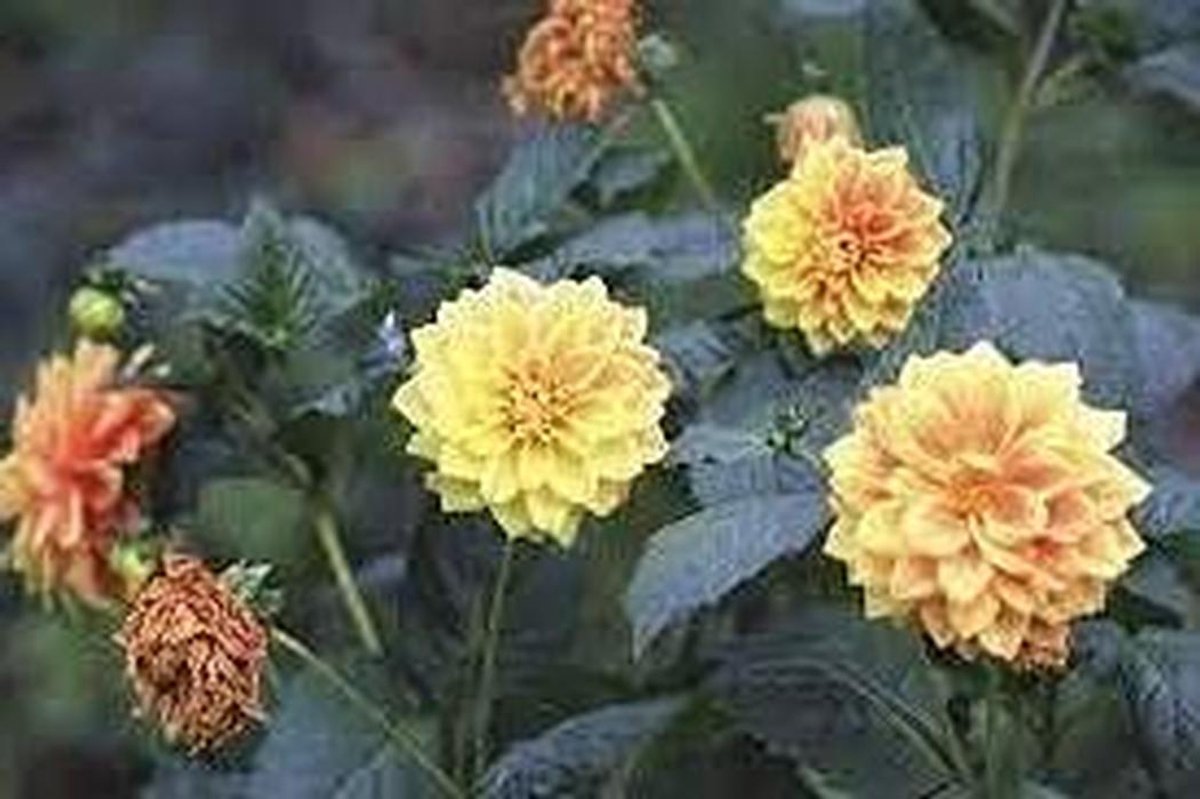 Calendula Zaden - Goudsbloem Zaden - Tuin Decoratie - Makkelijk te Kweken - 1 Stuk - Oranje