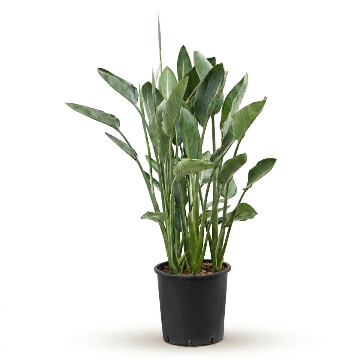 Strelitzia reginae 150 cm XL | Paradijsvogelbloem