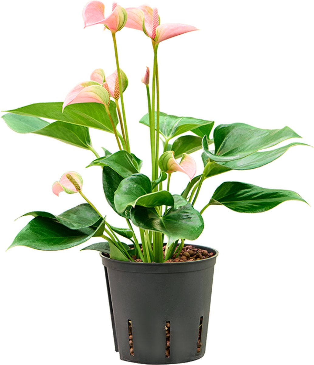 Anthurium andraeanum 'Joli' - Toef Hydrocultuur - 35