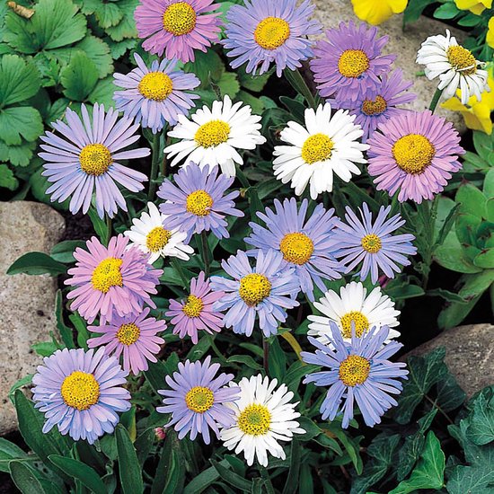 Sluis Garden - Alpenaster (Aster alpinus)
