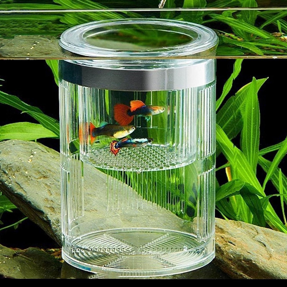 carmdering - Aquarium Kweekbox - Vis Kweekbak - Aquarium Isolatie Box - Dubbele Laag Scheiding - Transparante Observatie - Duurzaam Kunststof - Veilig Voor Fry - Verhoogt Overlevingskans - 1 Stuk