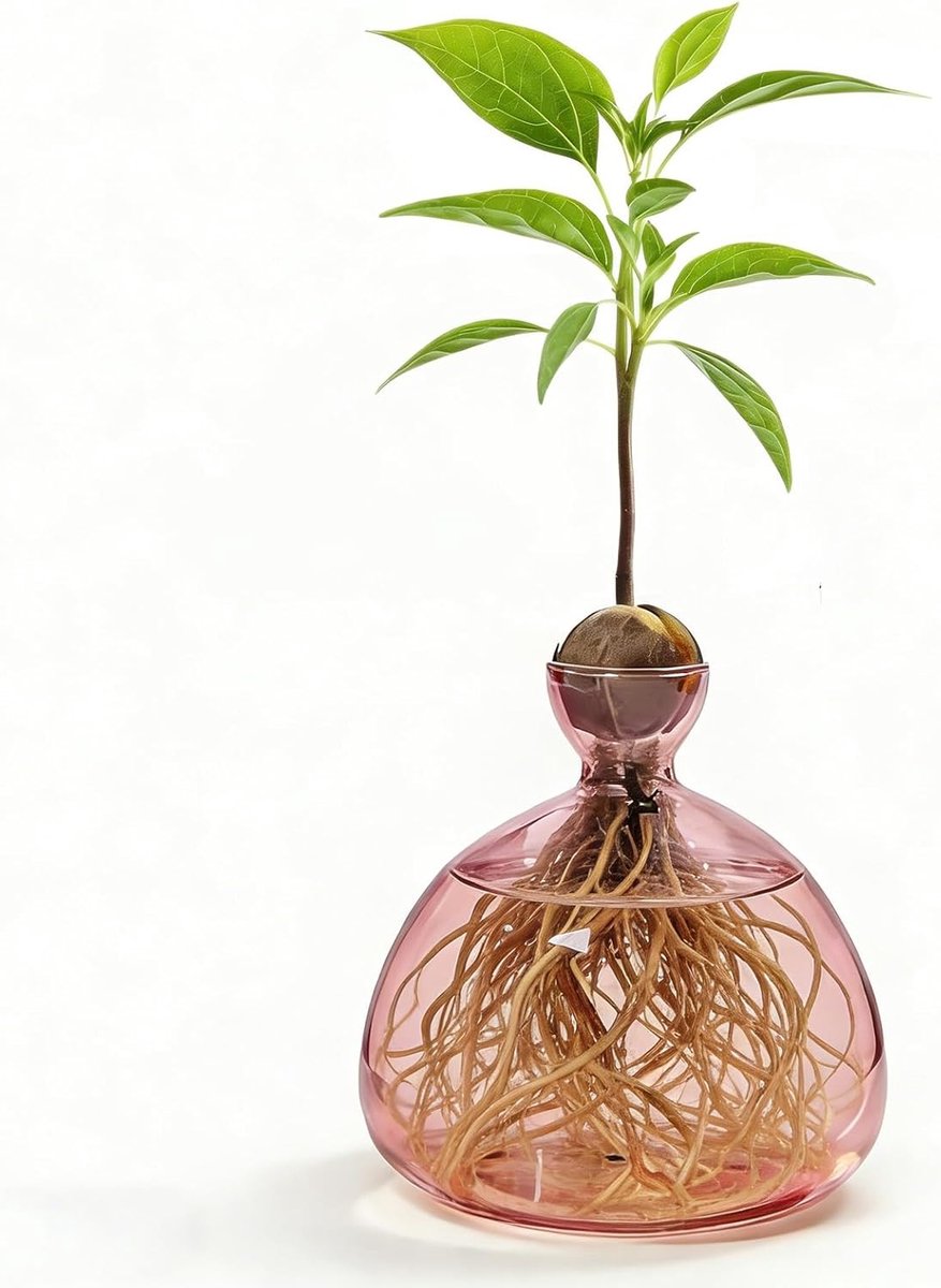 Avocado Boom Vazen voor Hydroponische Groei, Glazen Vazen voor Avocado's en Kastanjes, Decoratieve Vazen voor Tafel en Woonkamer, Perfect voor Bruiloften en Bloemenarrangementen