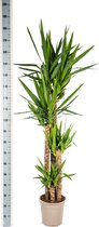 Lys Palmier, Plante Verte Peu d'Entretien, Ambiances Tropicales, Yucca Elephantipes Ø27cm - 150-160cm