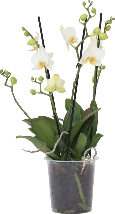Phalaenopsis – Multiflora – Orchidee – Hoogte 35-45cm
