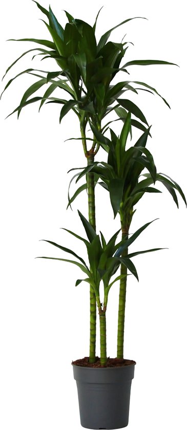Plant in a Box - Dracaena fragrans Janet Craig - Plante d'intérieur verte XXL - Facile d'entretien - Feuilles vert foncé - Pot 24cm - Hauteur 140-150cm