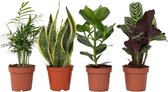 Plant in a Box - Oersterke Kamerplanten Mix - Set van 4 - Kamerplant - Easy care planten - Pot 12cm - Hoogte 25-40cm