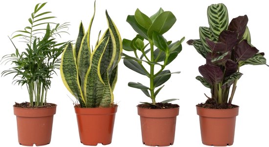 Plant in a Box - Oersterke Kamerplanten Mix - Set van 4 - Kamerplant - Easy care planten - Pot 12cm - Hoogte 25-40cm