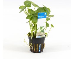 Moerings Hydrocotyle Vulgaris | Gewone waternavel | in 5 cm pot