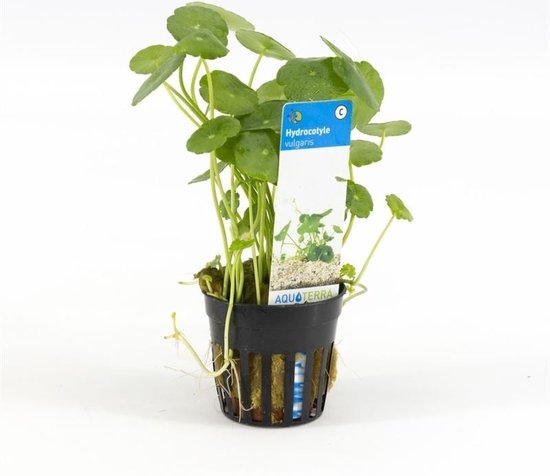 AQUAlook Hydrocotyle Vulgaris | ombelle commune | en pot de 5 cm