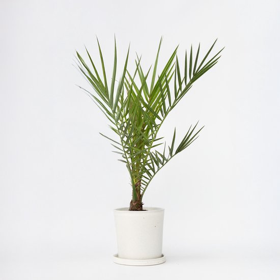 Kleine dadelpalm met groene bladeren in een witte pot met schotel.
