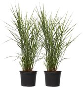 Plant in a Box - Miscanthus Zebrinus - Herbe ornementale rustique - Set de 2 - Pot 23cm - Hauteur 40-60cm