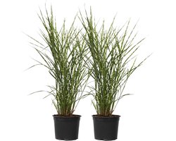 Plant in a Box - Miscanthus Zebrinus - Winterhard Siergras - Set van 2 - Pot 23cm - Hoogte 20-30cm