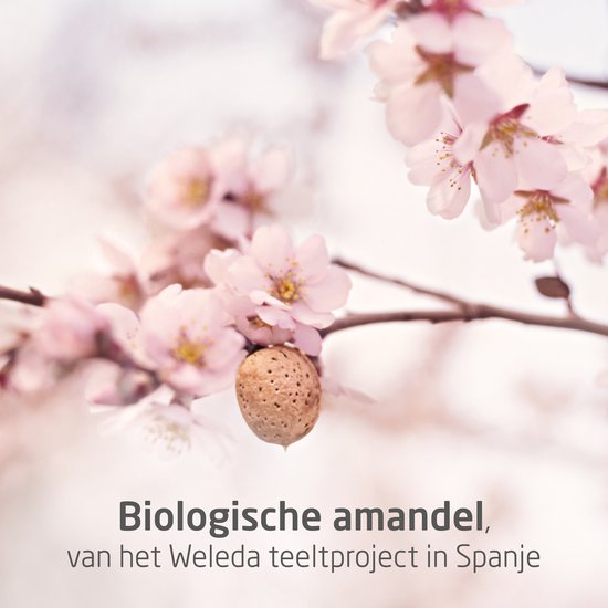 WELEDA Zwangerschapsolie - Lavendel, Wilde Roos & Sinaasappel - Voorkomt & Vermindert Striae - 100% Natuurlijke Ingrediënten - 100ml