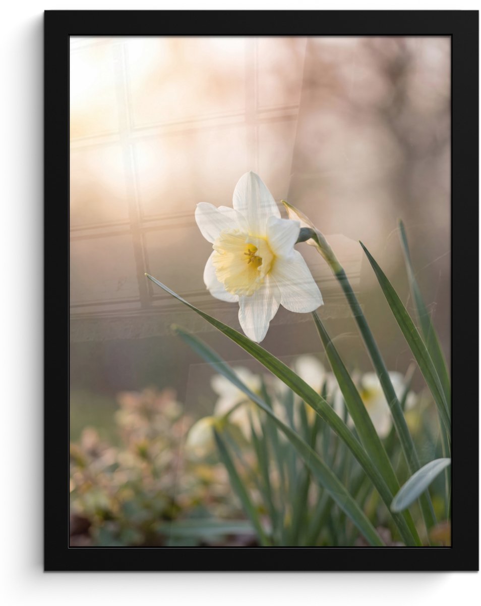 FrameYourWall Poster in lijst - Fotolijst 30x40 cm - Posters - Narcis - Bloem - Minimalistisch - Posterlijst zwart - Decoratie - Wanddecoratie woonkamer - Muurdecoratie slaapkamer Narcist - Bloem - Minimalistisch