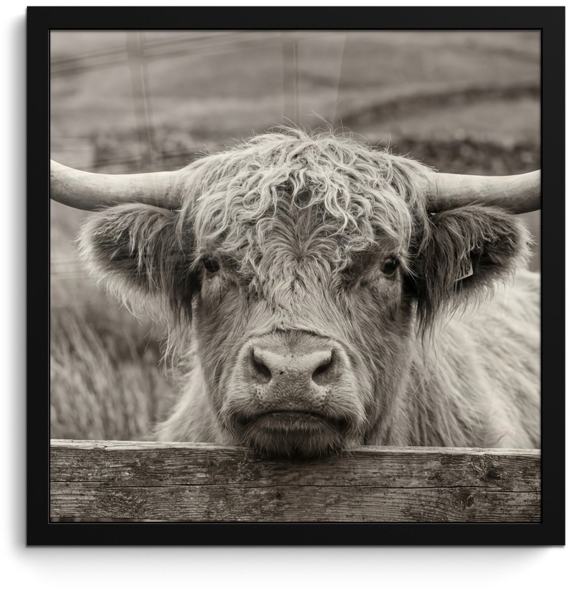 FrameYourWall Poster in lijst - Fotolijst 40x40 cm - Posters - Schotse hooglander - Zwart - Wit - Hout - Posterlijst zwart - Decoratie - Wanddecoratie woonkamer - Muurdecoratie slaapkamer