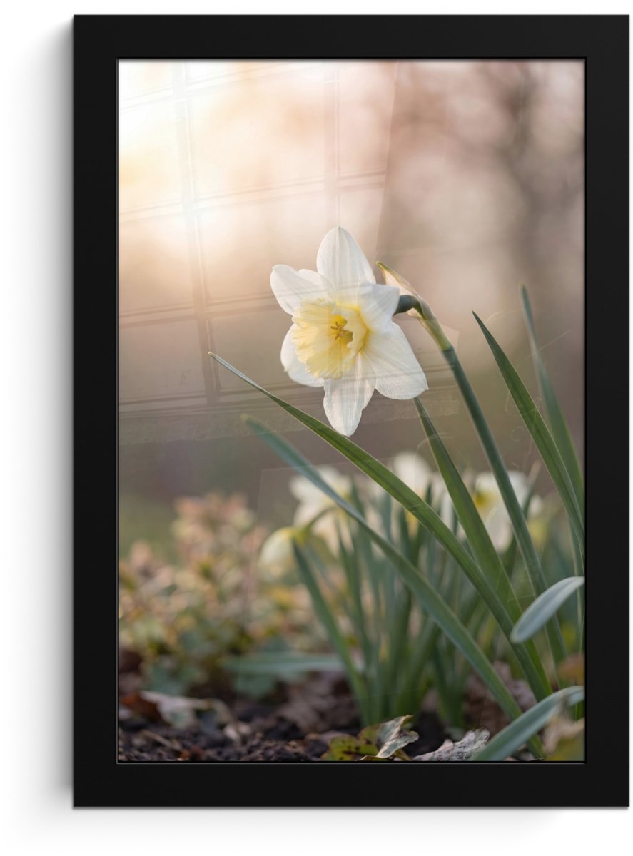 FrameYourWall Poster in lijst - Fotolijst 20x30 cm - Posters - Narcis - Bloem - Minimalistisch - Posterlijst zwart - Decoratie - Wanddecoratie woonkamer - Muurdecoratie slaapkamer Narcist - Bloem - Minimalistisch