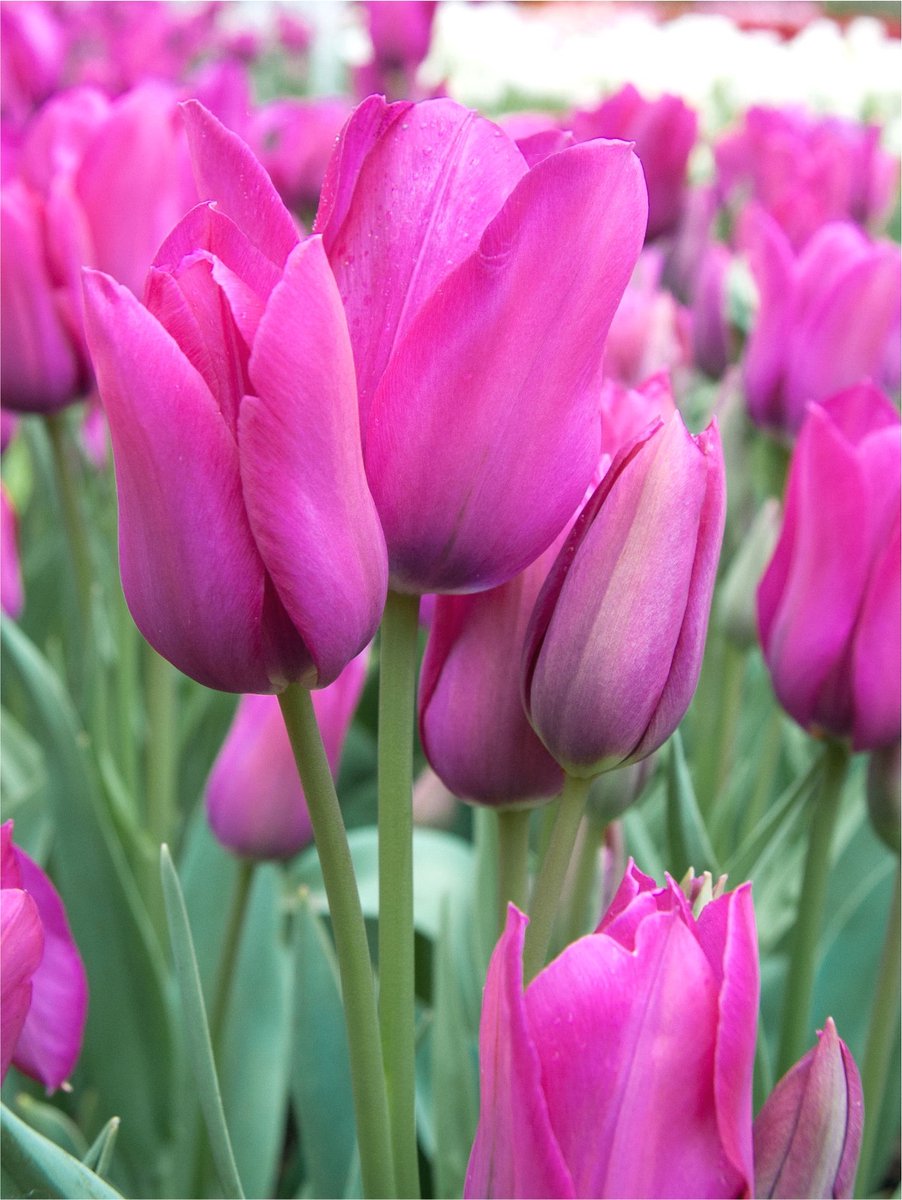 10x Tulpen 'Night club' - BULBi® Bloembollen met bloeigarantie