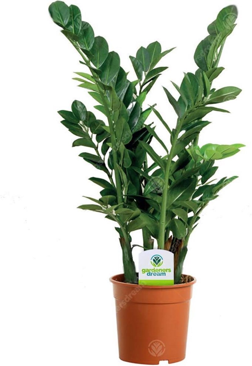 Grote Groene Binnenplant Zamioculcas Zamiifolia in Pot voor Woonkamer of Kantoor