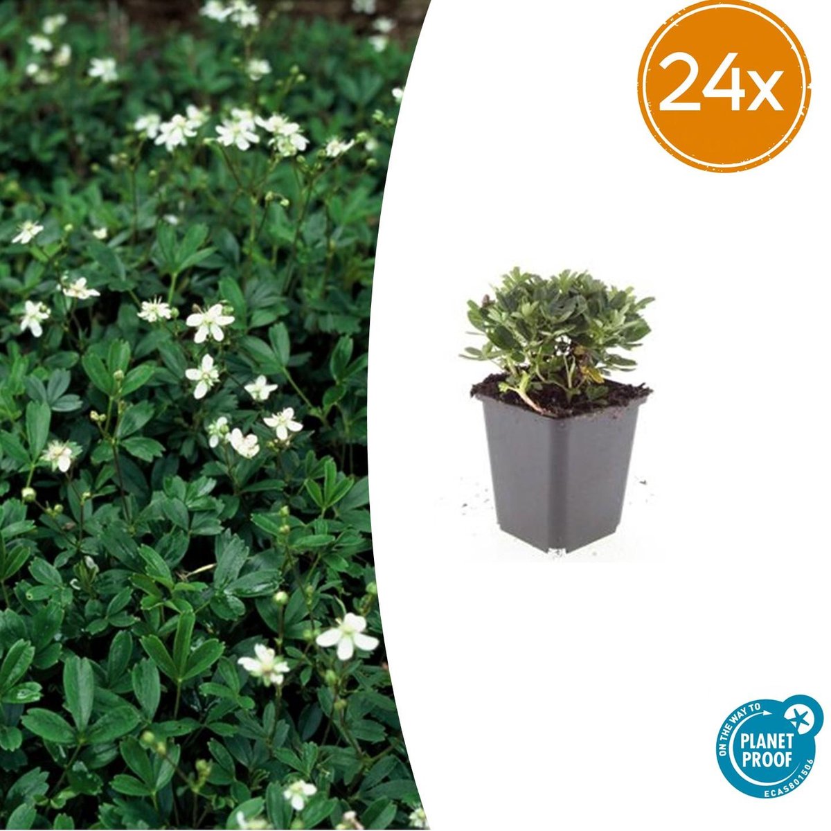 Tuinplantenshop.com | Potentilla tridentata 'Nuuk' | 24 stuks - Ø9cm - 10-25cm hoog - Tuinplant