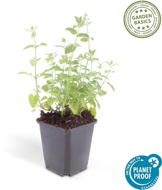 Tuinplantenshop.com | Nepeta ' Giant des Six Collines' | 6 pièces - Ø9cm - 10-25cm de haut - Plante de jardin